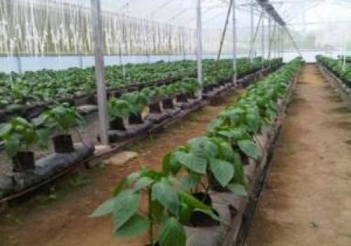 Pilot Project OVOP Agribisnis Kemenkop di Desa Tiga