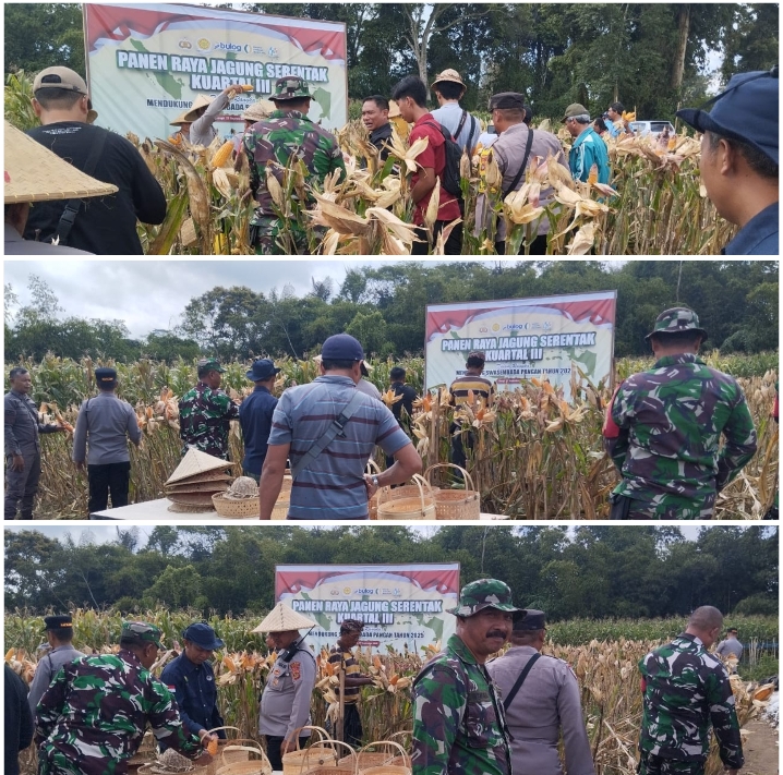 #Camat Susut Bersapa, Bersinergi Untuk Menyapa #Kegiatan Panen Raya Jagung Serentak Kuartal III & Rapat Daring Zoom Meeting